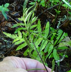 Woodwardia areolata