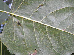 Pemphigus populitransversus