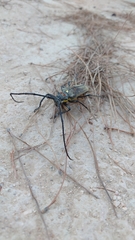 Batocera rufomaculata