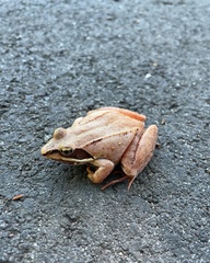 Lithobates sylvaticus