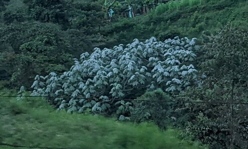 Cecropia telealba (Cecropia telealba)