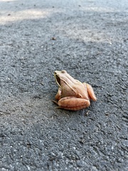 Lithobates sylvaticus