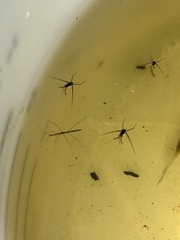 Trepobates subnitidus