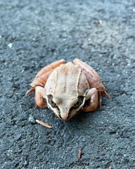 Lithobates sylvaticus