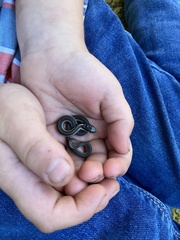 Thamnophis ordinoides