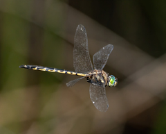 Hemicordulia australiae