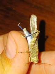 Trimerotropis cyaneipennis