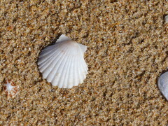 Pecten fumatus