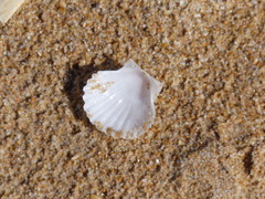Pecten fumatus