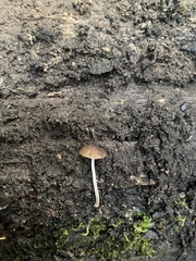 Pluteus podospileus
