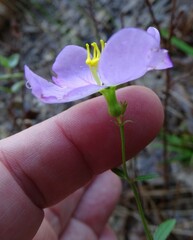 Rhexia mariana