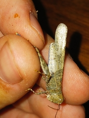 Trimerotropis cyaneipennis