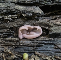 Peziza griseorosea