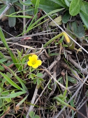 Oxalis perennans