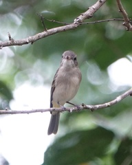 Pachycephala pectoralis