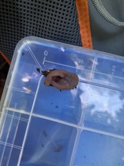 Peziza griseorosea