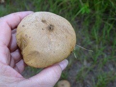 Lycoperdaceae