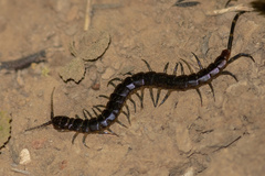 Scolopendridae