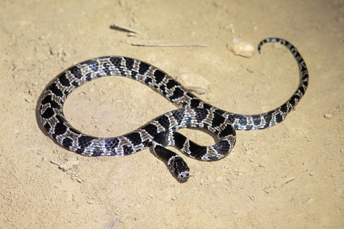Photo of a Bolivian Tree Snake (Dipsas turgida)