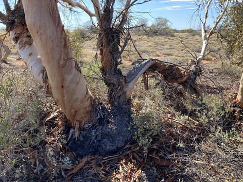 Image of Eucalyptus ecdysiastes by (c) Thomas Mesaglio, some rights reserved (CC BY)