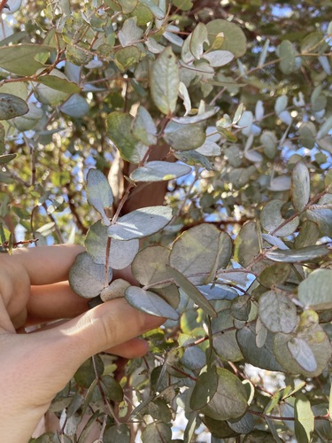 Image of Eucalyptus ecdysiastes by (c) Thomas Mesaglio, some rights reserved (CC BY)
