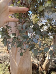 Eucalyptus ecdysiastes
