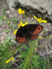 Erebia montanus
