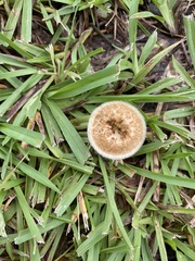 Lentinus crinitus
