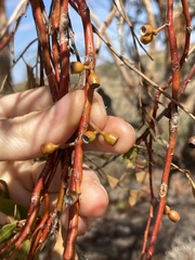 Eucalyptus ecdysiastes