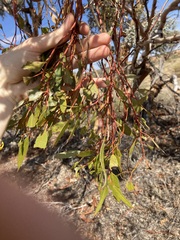 Eucalyptus ecdysiastes