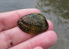 Lemiox rimosus