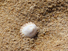 Scutellastra peronii