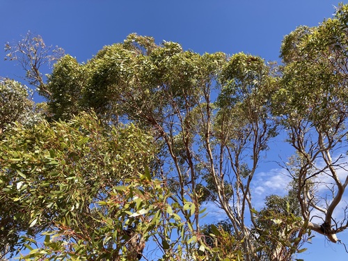 Image of Eucalyptus ecdysiastes by (c) Thomas Mesaglio, some rights reserved (CC BY)