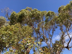 Eucalyptus ecdysiastes