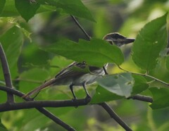 Myiodynastes maculatus