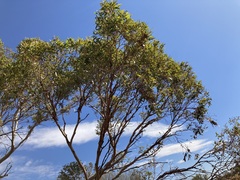 Eucalyptus ecdysiastes