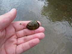 Lemiox rimosus