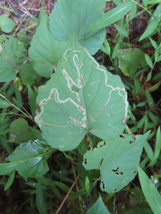 Phyllocnistis vitifoliella