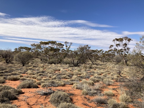 Image of Eucalyptus ecdysiastes by (c) Thomas Mesaglio, some rights reserved (CC BY)