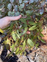 Eucalyptus ecdysiastes