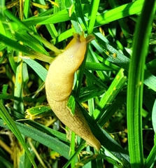 Deroceras reticulatum