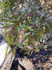 Eucalyptus ecdysiastes