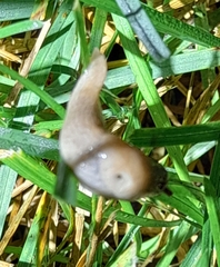 Deroceras reticulatum