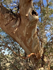 Eucalyptus ecdysiastes