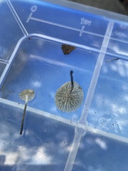 Tetrapyrgos nigripes