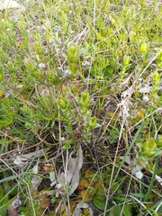 Pimelea humilis