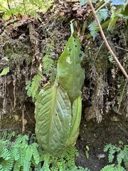 Lysichiton americanus