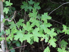 Acer floridanum