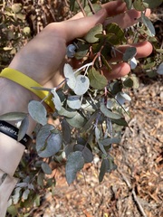 Eucalyptus ecdysiastes