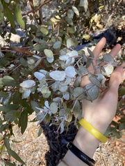 Eucalyptus ecdysiastes